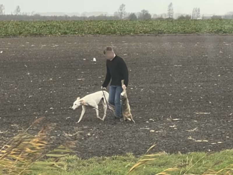 У Бельгії мисливці спіймали британських браконьєрів, які транслювали нелегальне полювання для онлайн-ставок