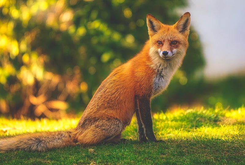 60% інфекційних хвороб людини передаються від тварин