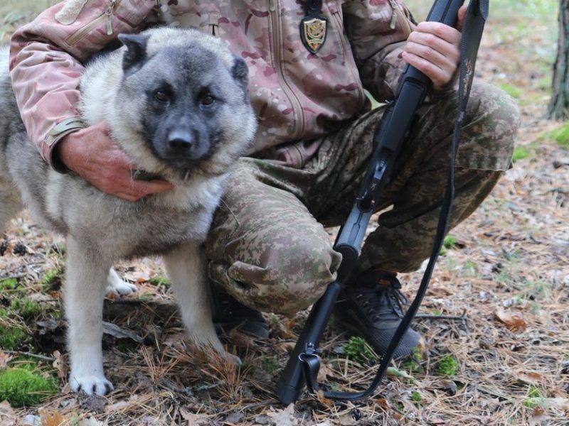 На Чернігівщині розводять рідкісну мисливську породу – норвезьких елкгундів