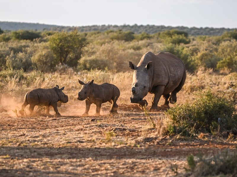 Суд ПАР дозволив легальну торгівлю рогом носорога