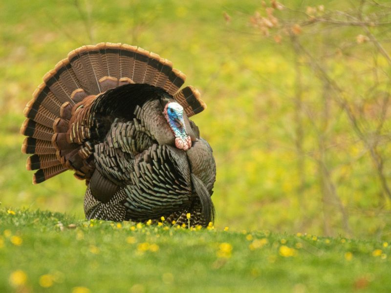 Американські мисливці вкладають 1,8 мільйона доларів у відновлення природних угідь Алабами