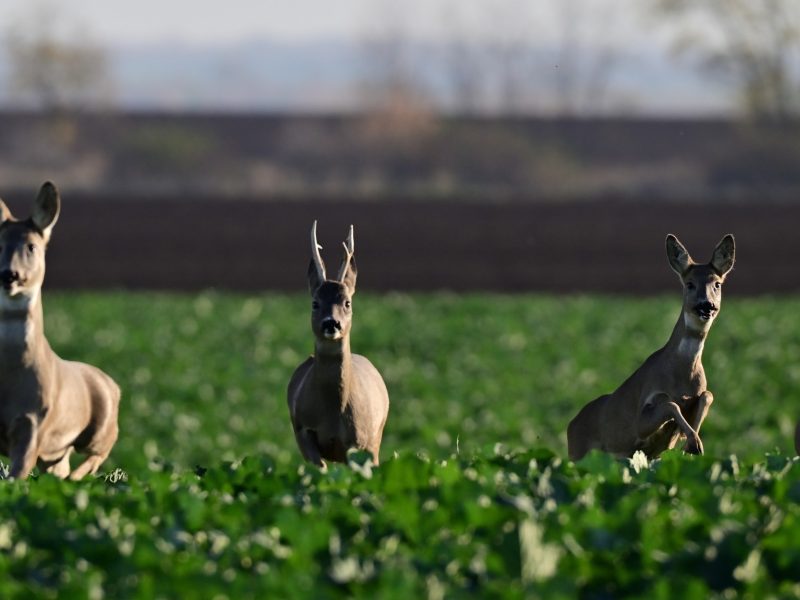 У Монастирищенській громаді розпочинається сезон полювання на козулю та хутрових звірів