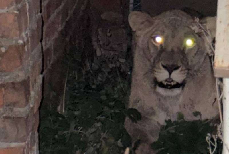 У Хмельницькому левиці втекли з зоокуточка та вбили інших тварин