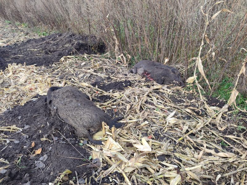На Тернопільщині підтверджено африканську чуму свиней у диких кабанів