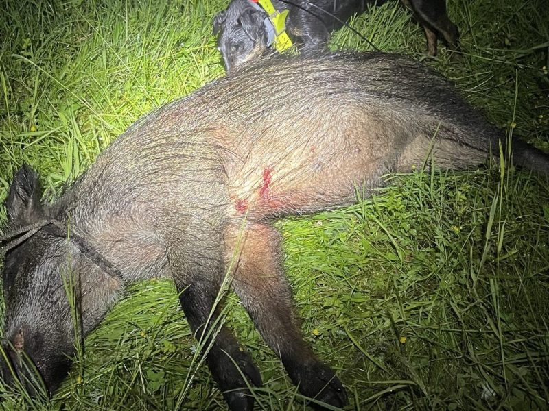 У Франції фіксують смертельні випадки хвороби Ауєскі серед мисливських собак