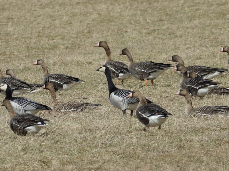 Полювання становить менше 1% тиску на природу Європи за даними ЄС