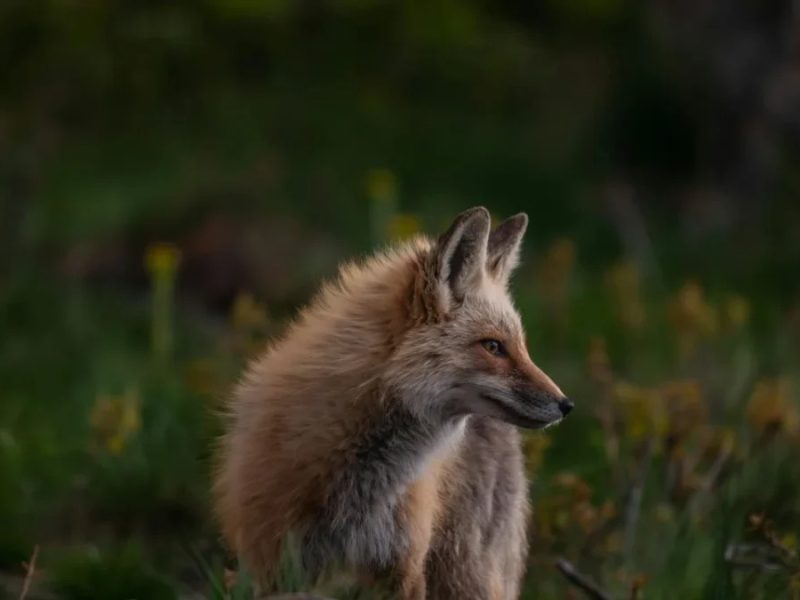 НПП Подільські Товтри роз’яснив ситуацію з дозволами на відстріл хижаків у господарській зоні