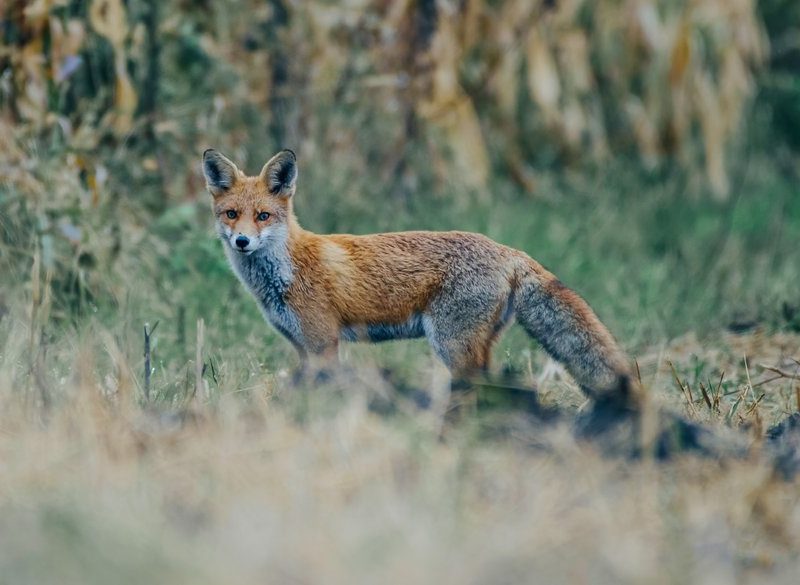 На Хмельниччині відстрілюватимуть лисиць для профілактики сказу