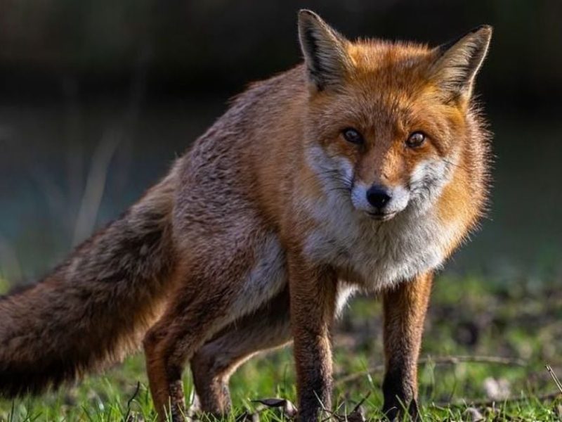 На Тернопільщині сьогодні завершують плановий відстріл хижаків