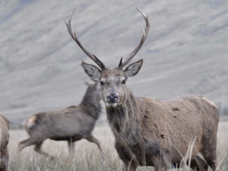 Шотландські мисливці виступили проти закону, який може знищити професію