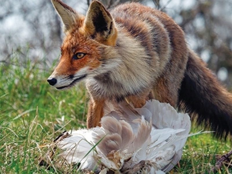 Львівщина вживає екстрених заходів через загрозу сказу та АЧС: популяція лисиць перевищує норму втричі