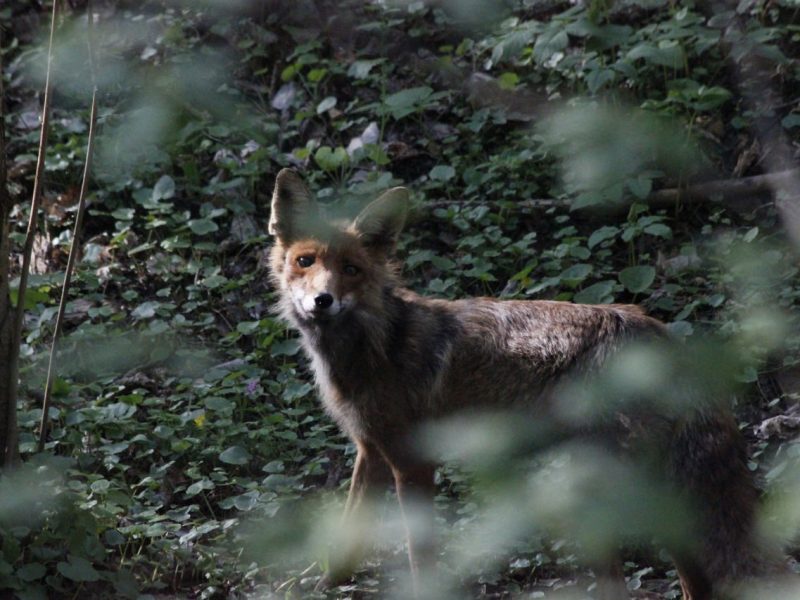 На Івано-Франківщині дозволили відстріл вовків, лисиць та бродячих тварин до кінця року