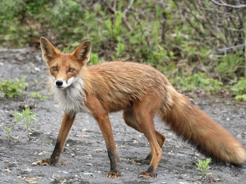 На Івано-Франківщині розпочали регуляцію чисельності хижаків для профілактики сказу