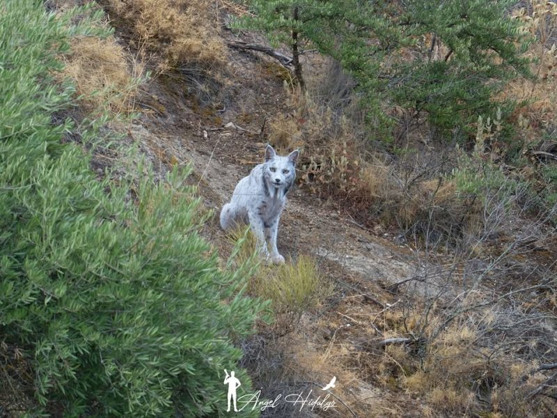 В Іспанії вперше сфотографували білу іберійську рись