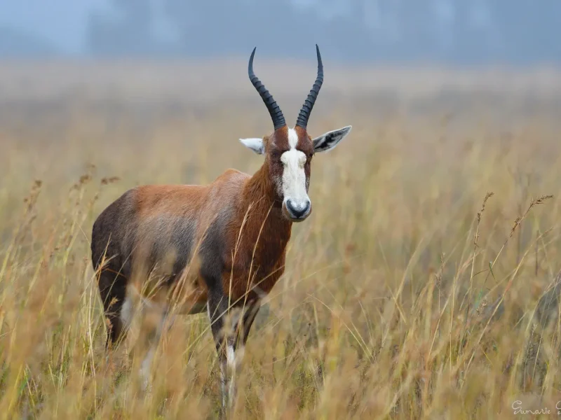 Популяція південноафриканського бубала біломордого відновилася завдяки спільним зусиллям мисливців та природоохоронців