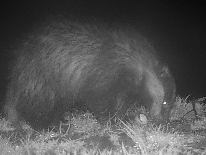 Британські природоохоронці закликають дозволити відстріл борсуків для захисту рідкісних птахів