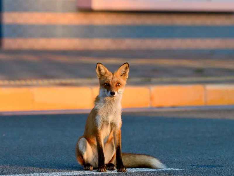 На Одещині розпочали відстріл лисиць та кабанів через загрозу сказу та АЧС