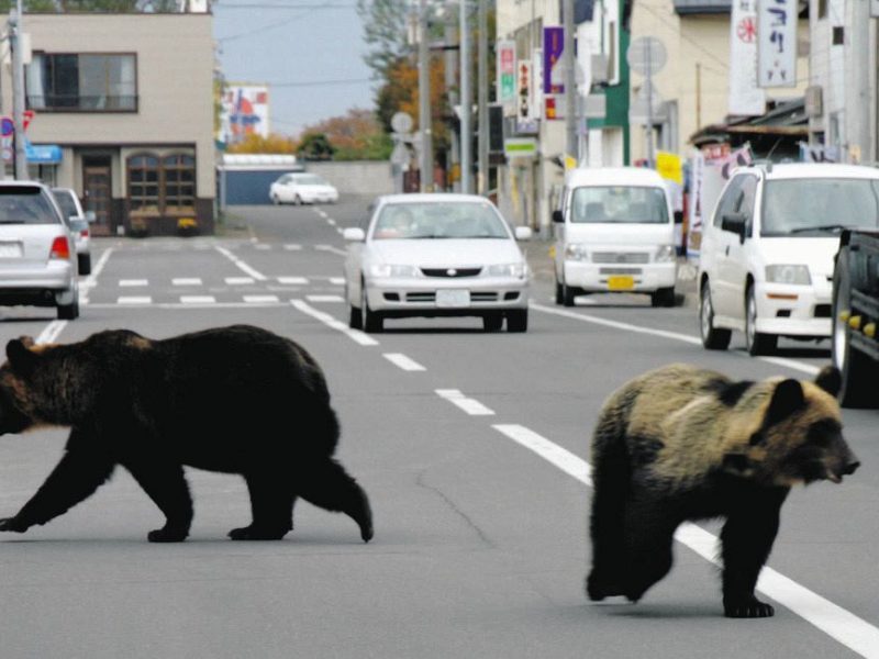 Чому армія не може замінити мисливців: японський досвід боротьби з ведмедями