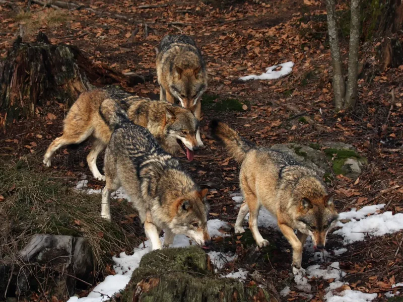 Офіційна чисельність вовків у Франції становить 1082 особини