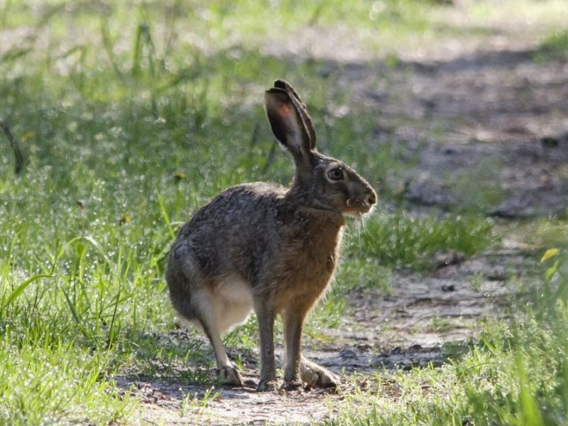 На Миколаївщині стартував сезон полювання на хутрових звірів