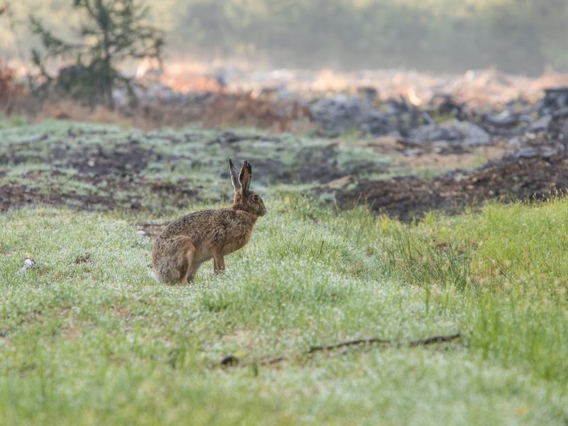 У Брешії достроково закрили полювання на зайця через недовиконання плану добування