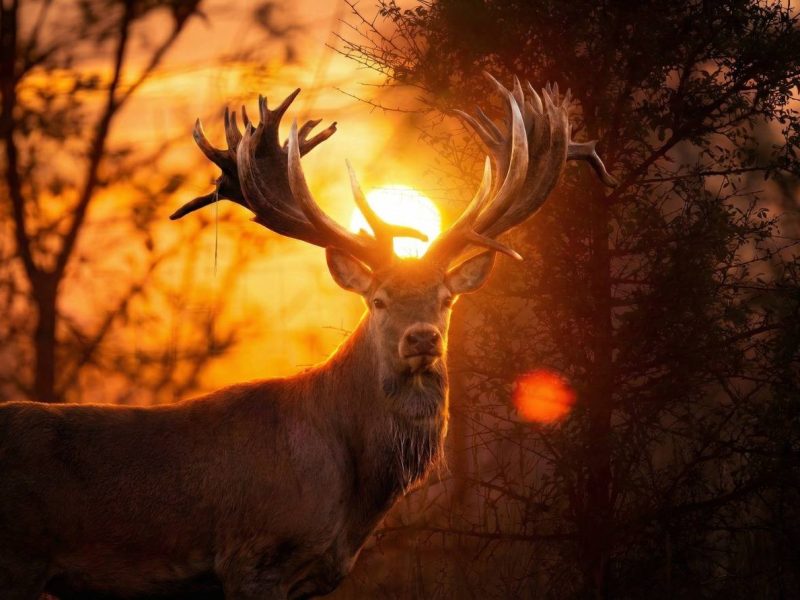 Український олень Руні встановив національний рекорд із рогами світового рівня