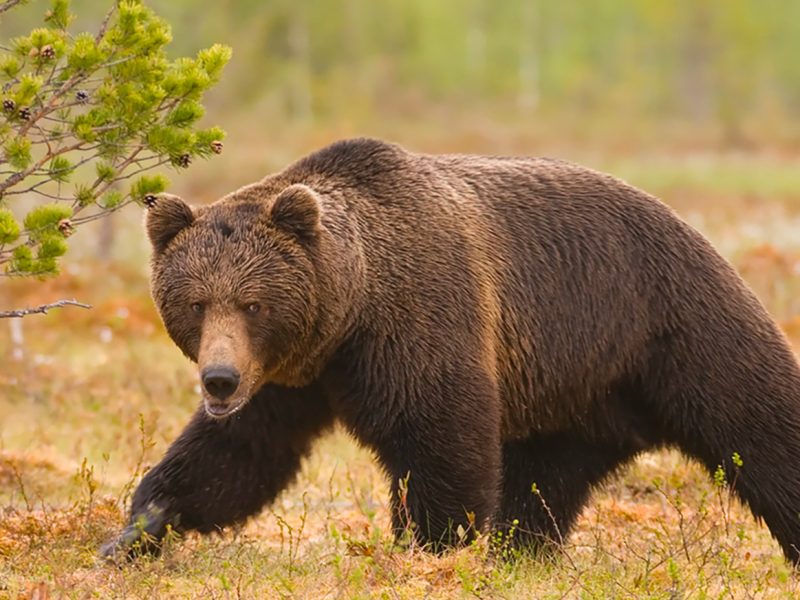 Європейські країни прийняли хартію з управління популяціями ведмедів