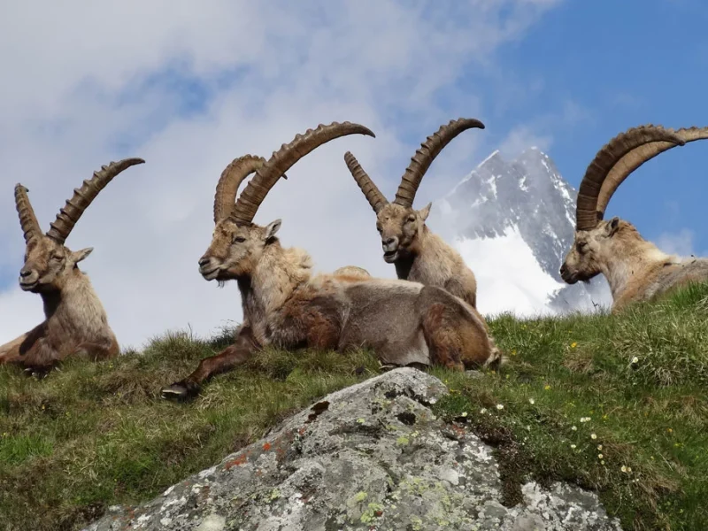 Альпійський гірський козел повернувся у Високі Тауерни завдяки мисливцям