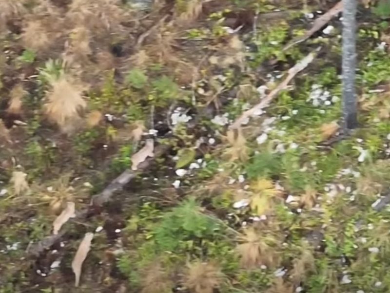 У Карпатах зафіксували рись з малюками та бурого ведмедя