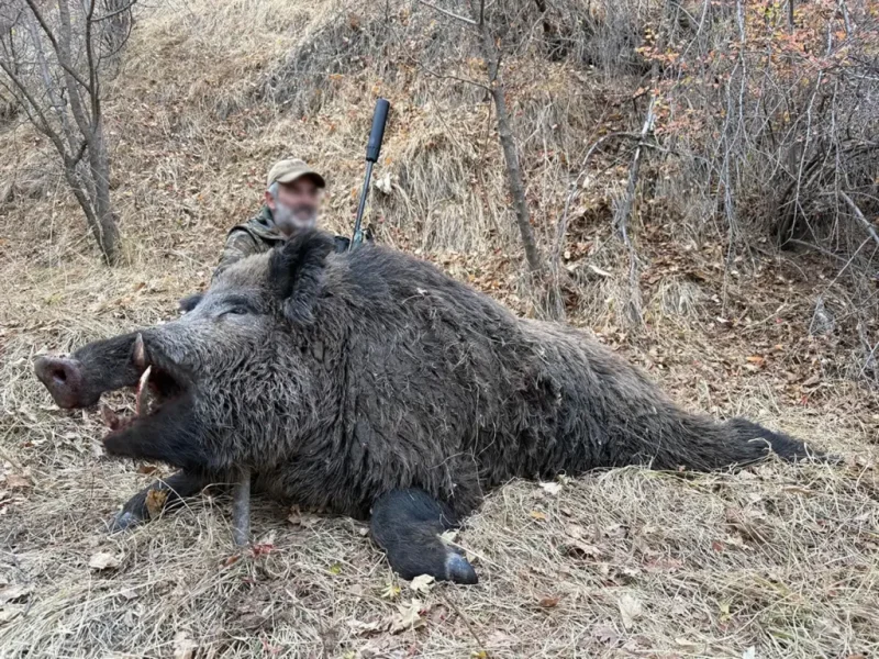 Кабан Аттіла: найбільший дикий кабан у світі мешкає в Туреччині