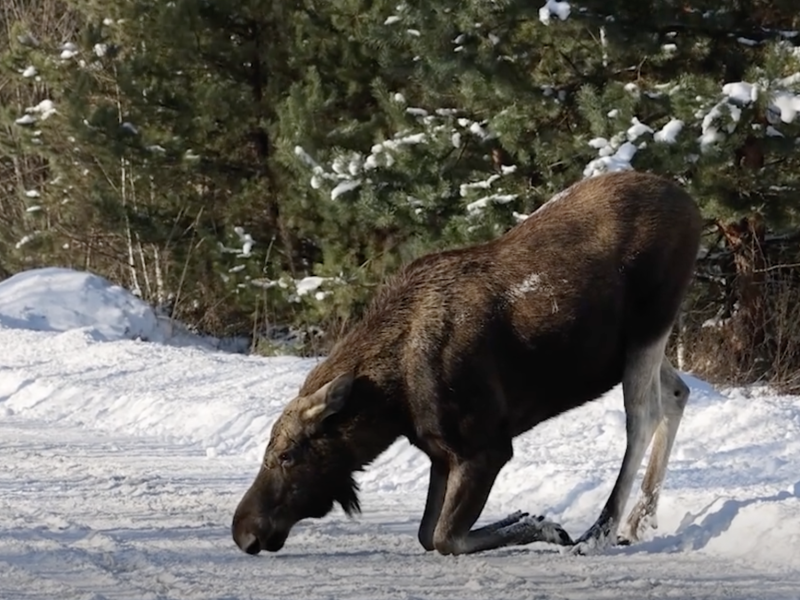 У Чорнобильській зоні лось вийшов на дорогу в пошуках солі