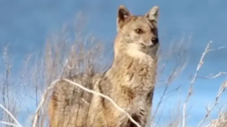 Шакал у заповіднику на Одещині: чому цей хижак – загроза, а не “санітар”