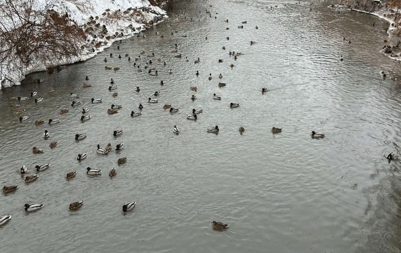 Дикі качки масово зимують на Тернопільщині: чому хліб для них — це смерть