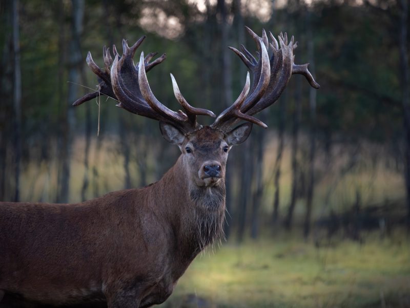 На Київщині вбили оленя-рекордсмена з найбільшими рогами в Україні