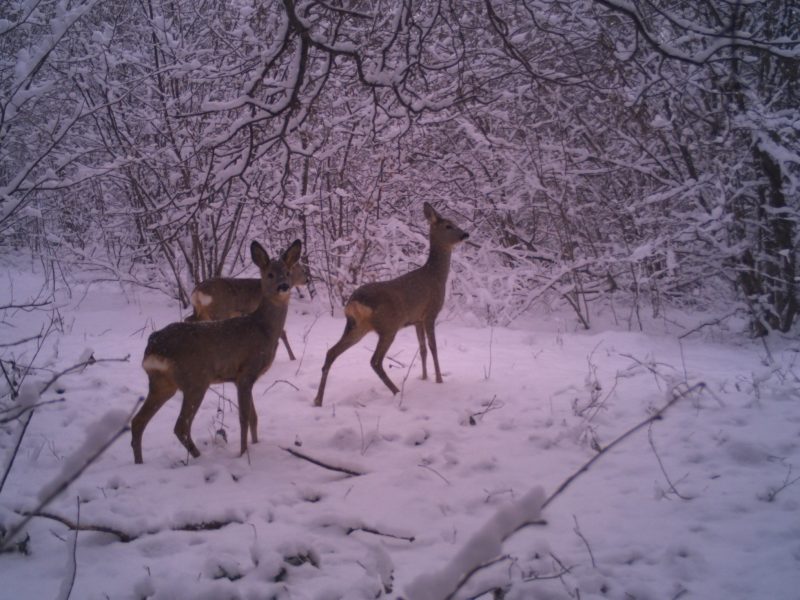 Лютий у Карпатах: “Сколівські Бескиди” нагадали, чому зараз у лісі має бути тиша