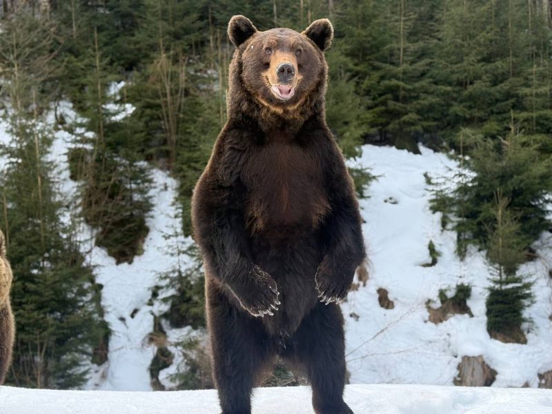 Ведмеді на Синевирі прокидаються раніше за звичне: що відбувається з зимовою сплячкою у Карпатах