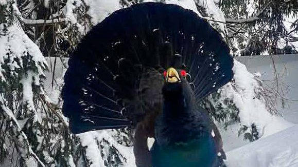 Під Говерлою зустріли рідкісного глушця: червонокнижний птах вийшов до людей