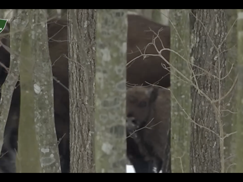 На Вінниччині популяція зубрів досягла 140 особин попри природні втрати