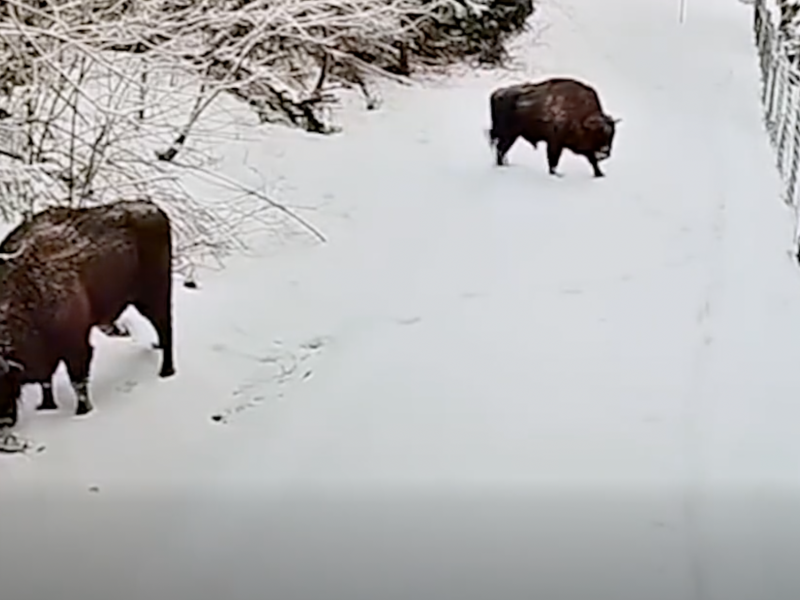 Прикордонні камери на Львівщині зафіксували зубрів, кабанів, козуль та лисиць: що бачить “електронний кордон” окрім порушників