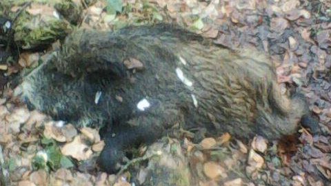 На Закарпатті лабораторно підтверджено африканську чуму свиней: мисливські угіддя під карантином