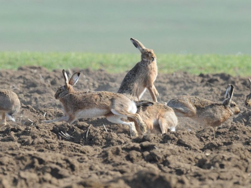 Як рахувати зайців правильно: німецькі професійні єгері показали науковий метод обліку