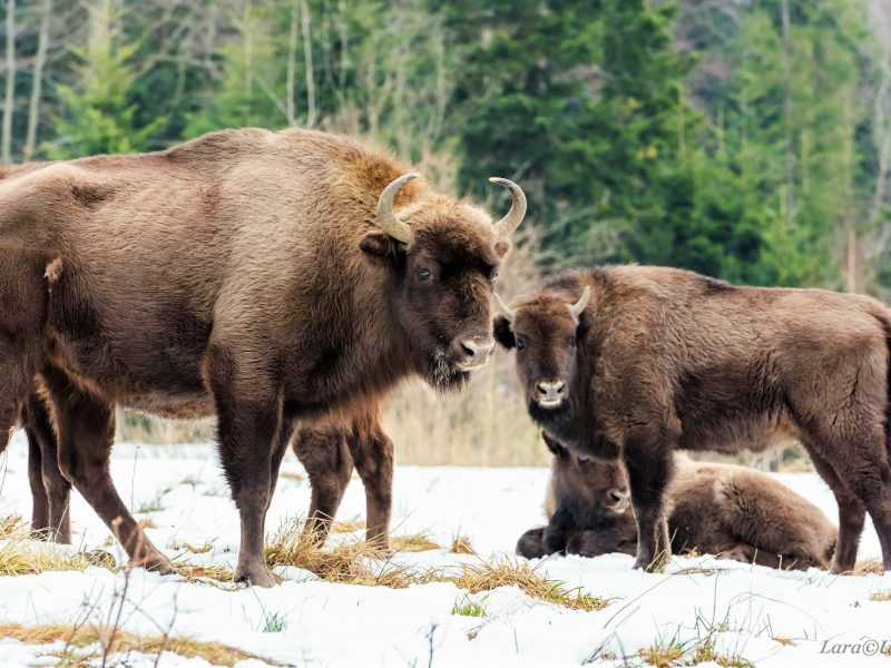 В Україні нарахували 500 зубрів: майже всі живуть на волі в мисливських угіддях