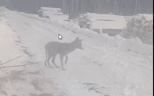 Короста вбиває вовків у Європі: FACE попереджає про серйозну загрозу для дикої фауни