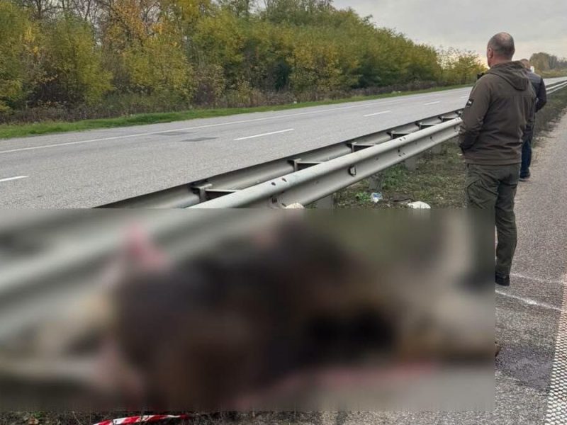На трасі Київ — Житомир загинула лосиха: тушу утилізували мисливці УТМР