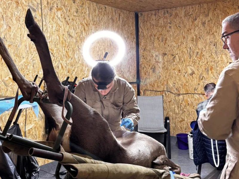 У парку «На рогах» на Київщині самкам благородного оленя перенесли 26 ембріонів із Нової Зеландія